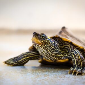 turtle-4681979_1280